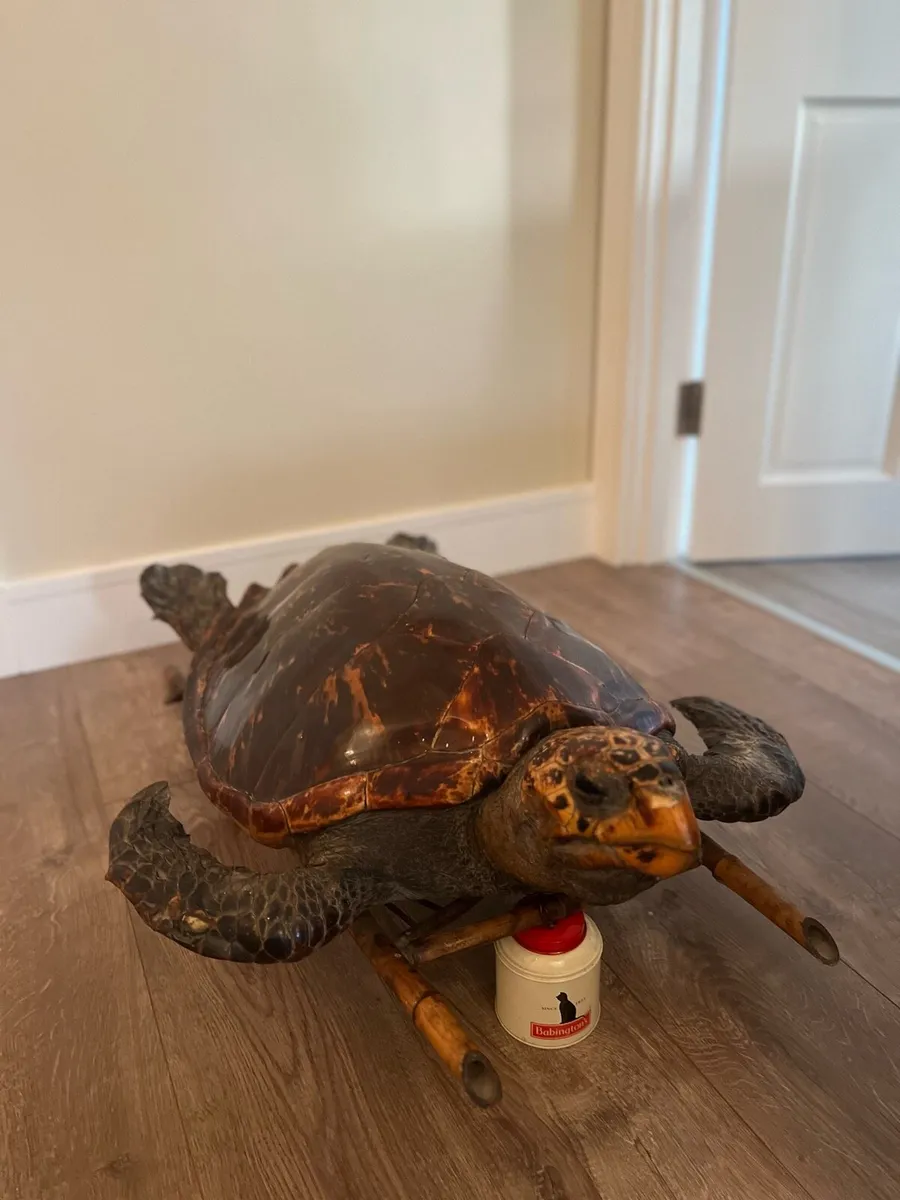 Antique Taxidermy HawksBill Sea Turtle - Image 2