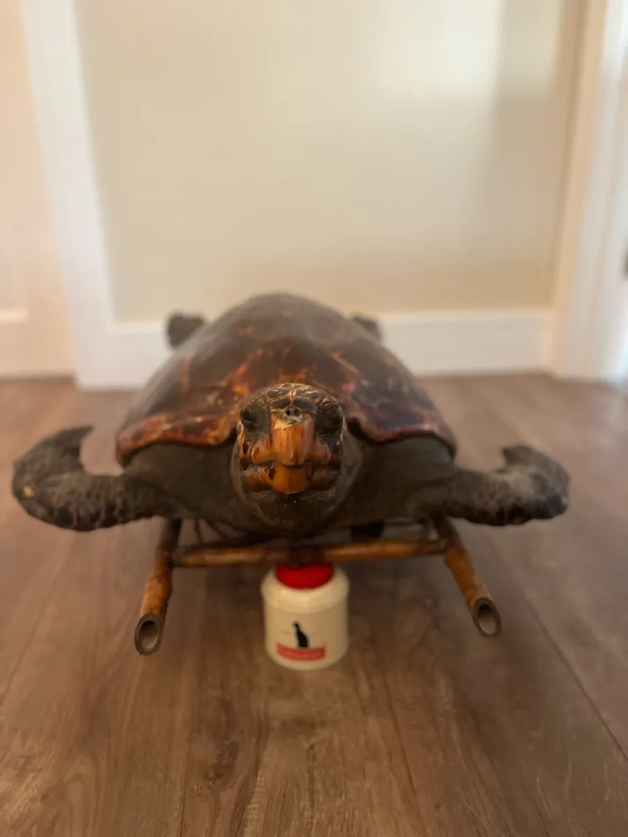 Antique Taxidermy HawksBill Sea Turtle - Image 3