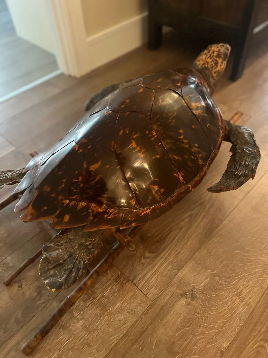 Antique Taxidermy HawksBill Sea Turtle - Image 4