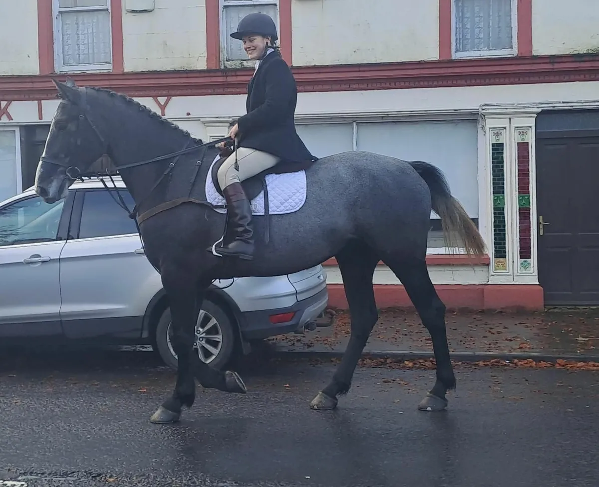 IRISH SPORT HORSE / HUNTING MARE - Image 1
