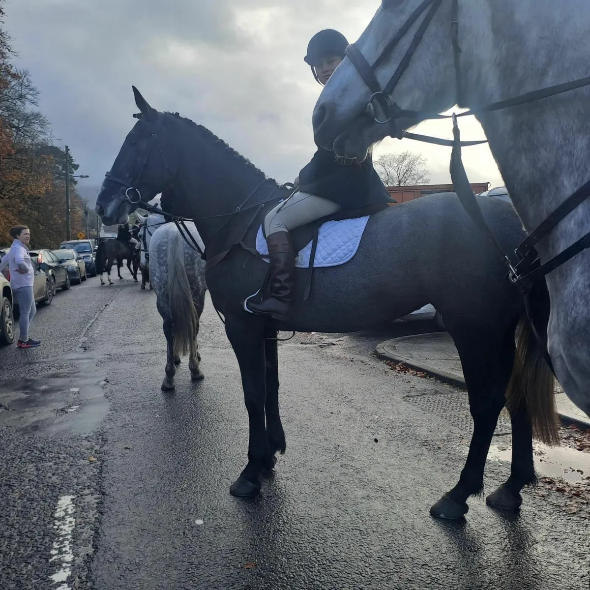 IRISH SPORT HORSE / HUNTING MARE - Image 2