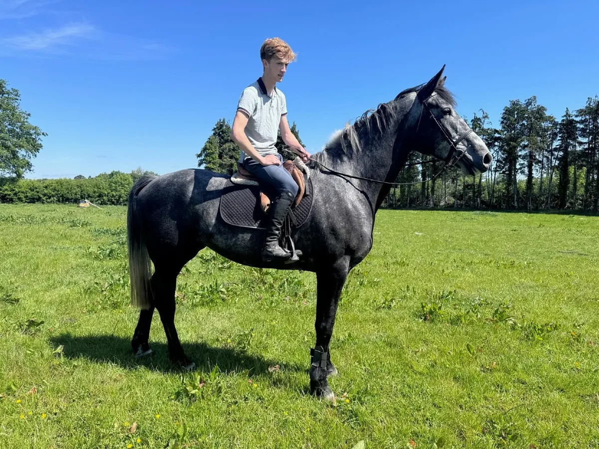 IRISH SPORT HORSE / HUNTING MARE - Image 3