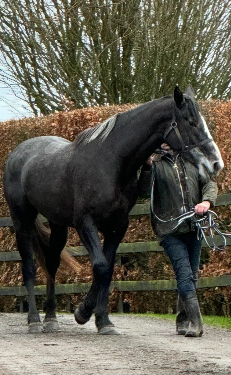 IRISH SPORT HORSE / HUNTING MARE - Image 4