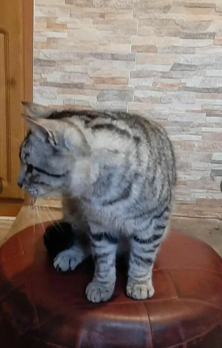 Cat - Image 4
