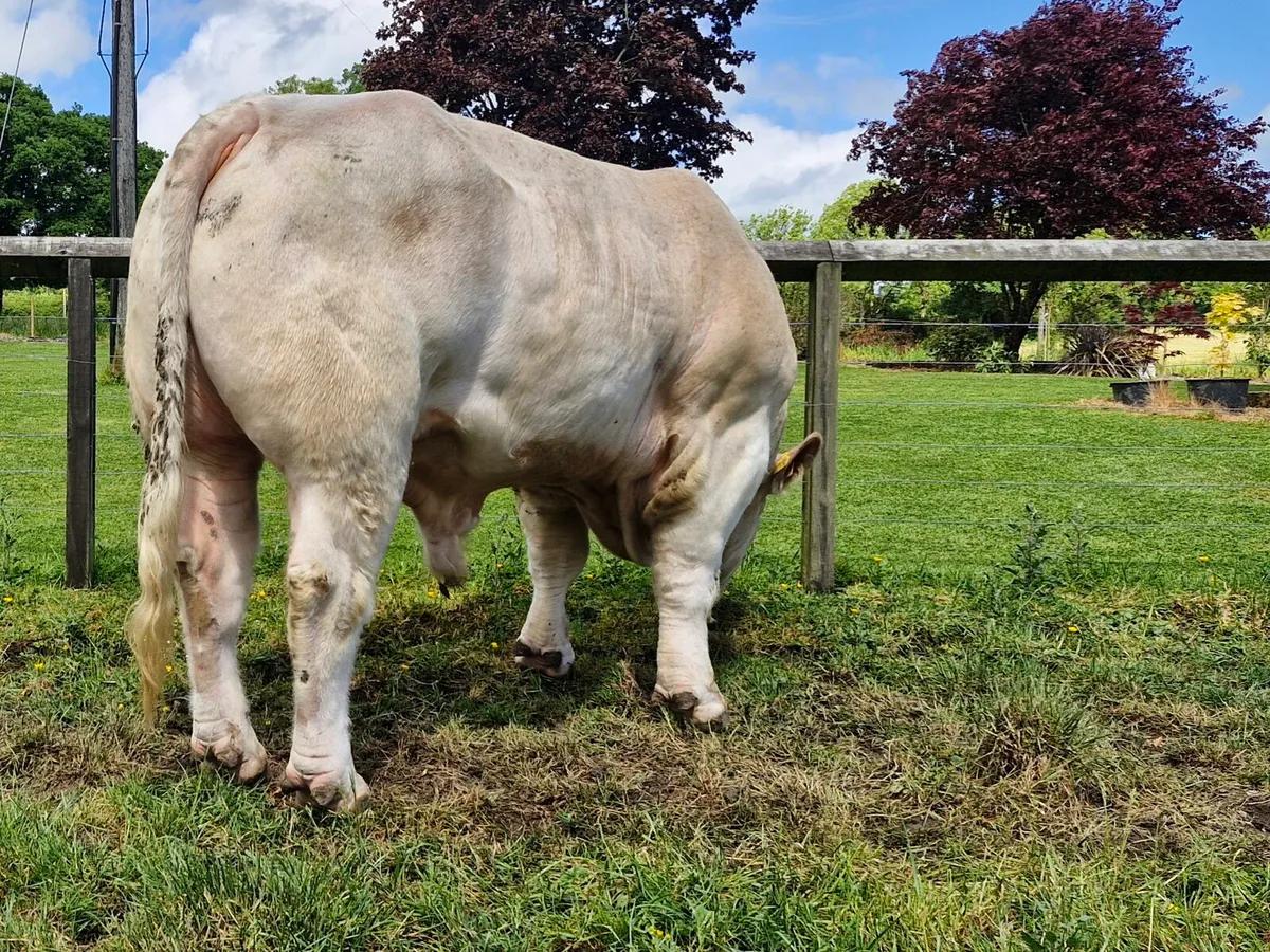 Charolais bull - Image 1