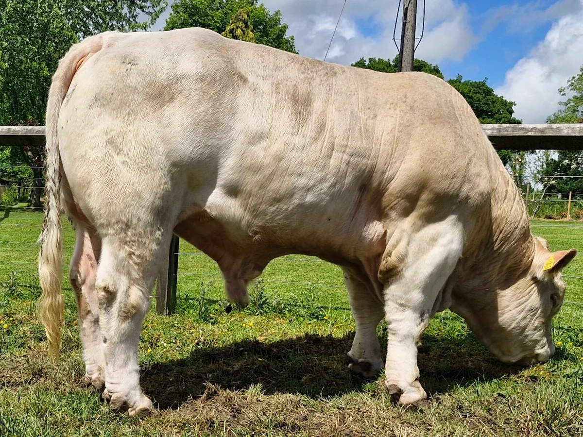 Charolais bull - Image 2