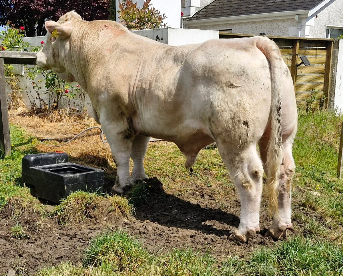 Charolais bull - Image 3
