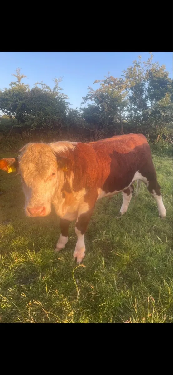 19 month pedigree Hereford bull - Image 1