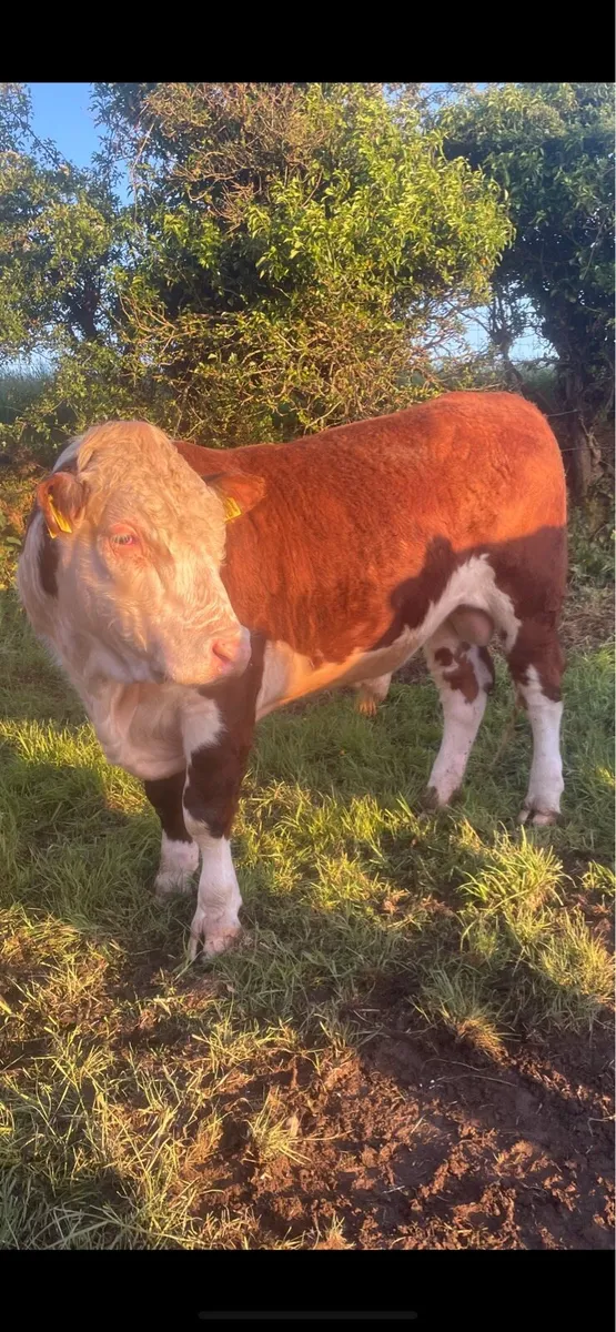 19 month pedigree Hereford bull - Image 2