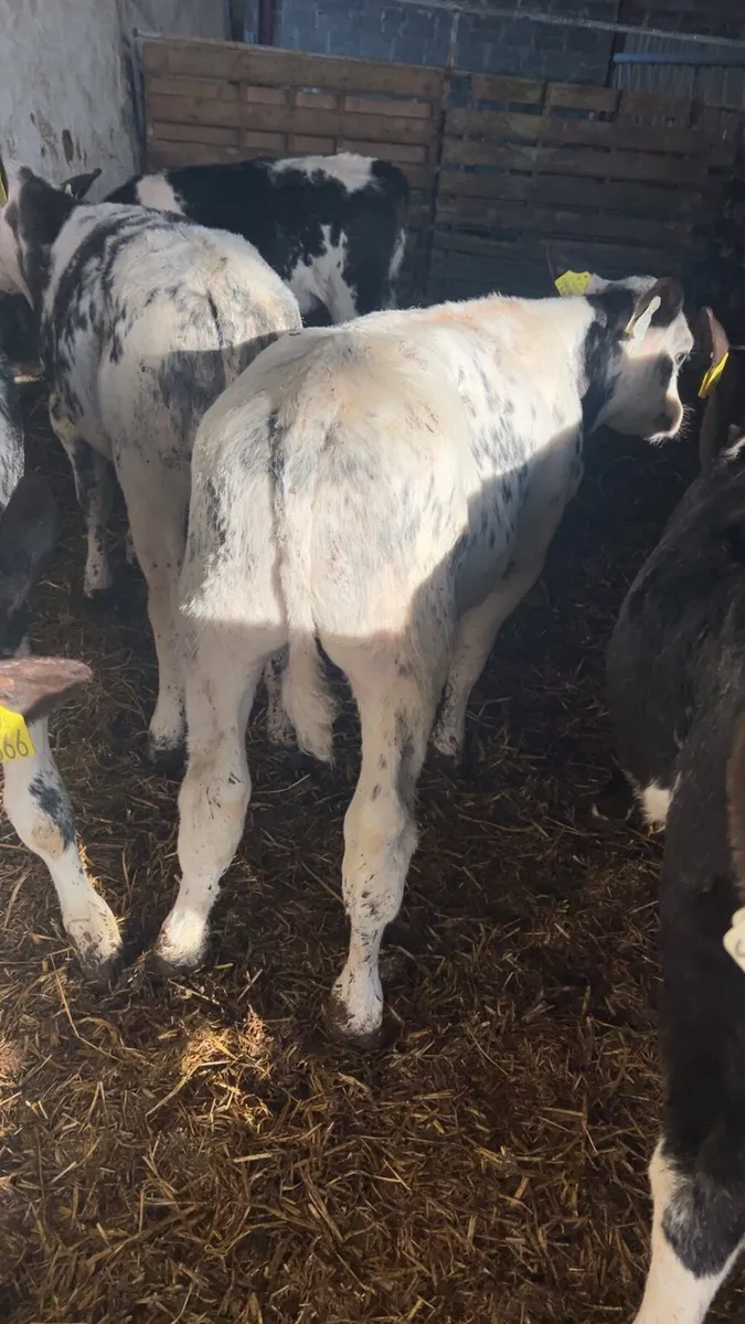Reared BB calves THURLES Mart 28th - Image 1