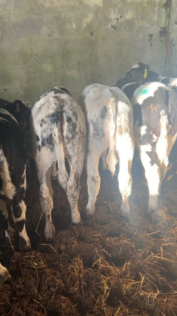 Reared BB calves THURLES Mart 28th - Image 3