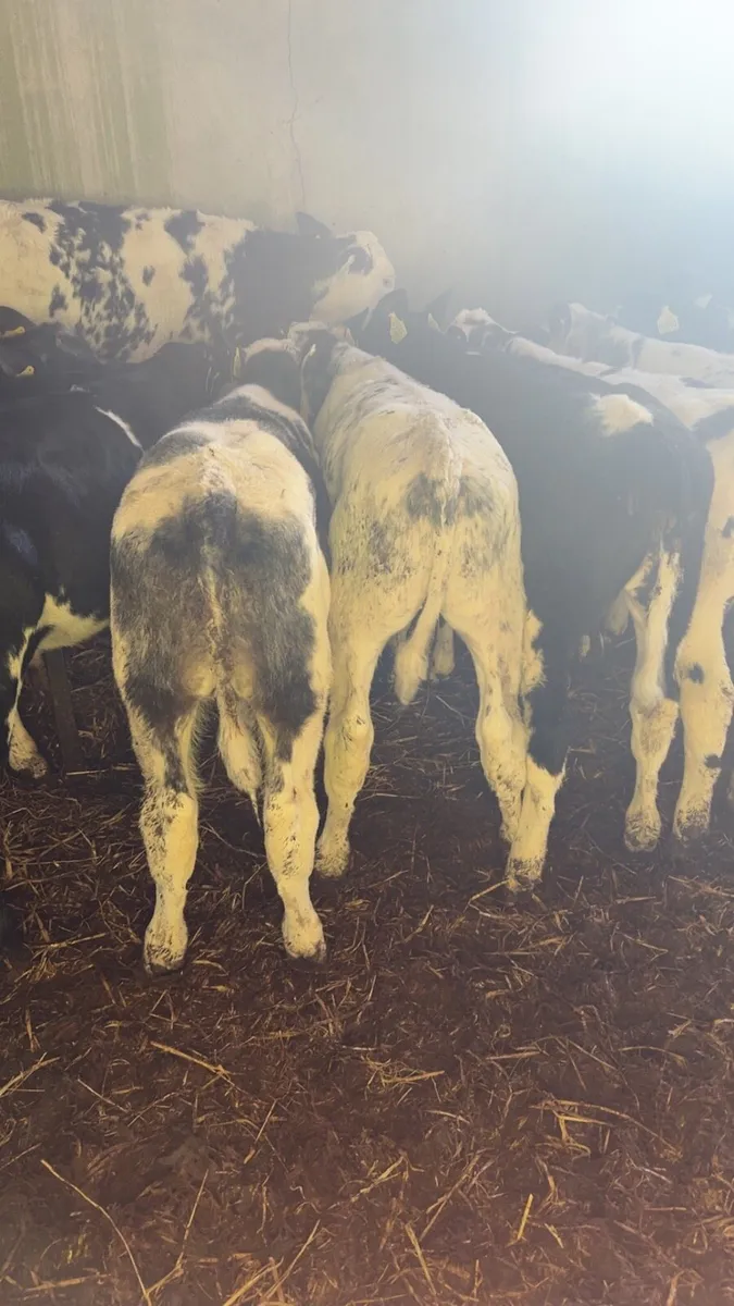 Reared BB calves THURLES Mart 28th - Image 4