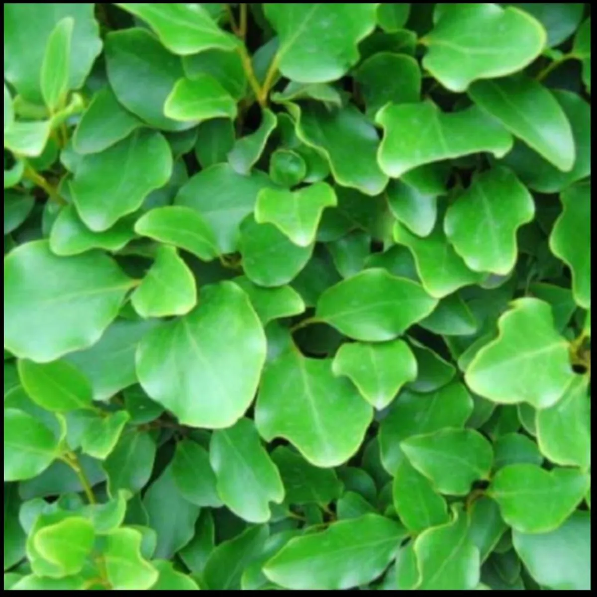 Griselinia Hedging Plants