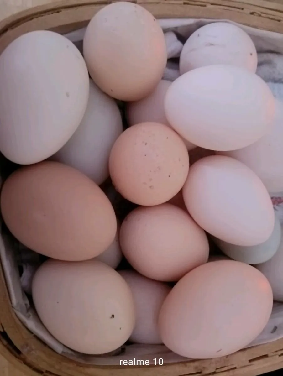 Hens ,1cock and ducks - Image 1