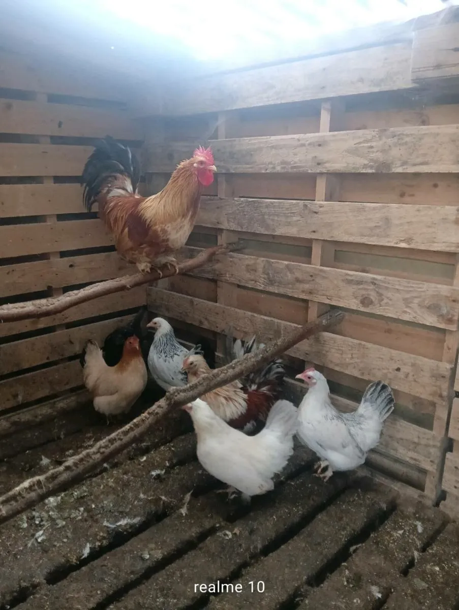 Hens ,1cock and ducks - Image 2