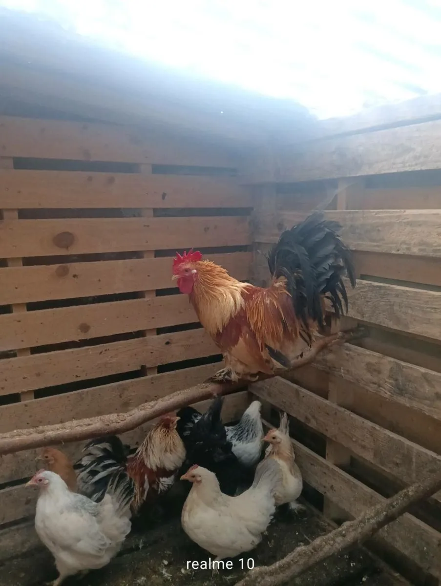 Hens ,1cock and ducks - Image 3