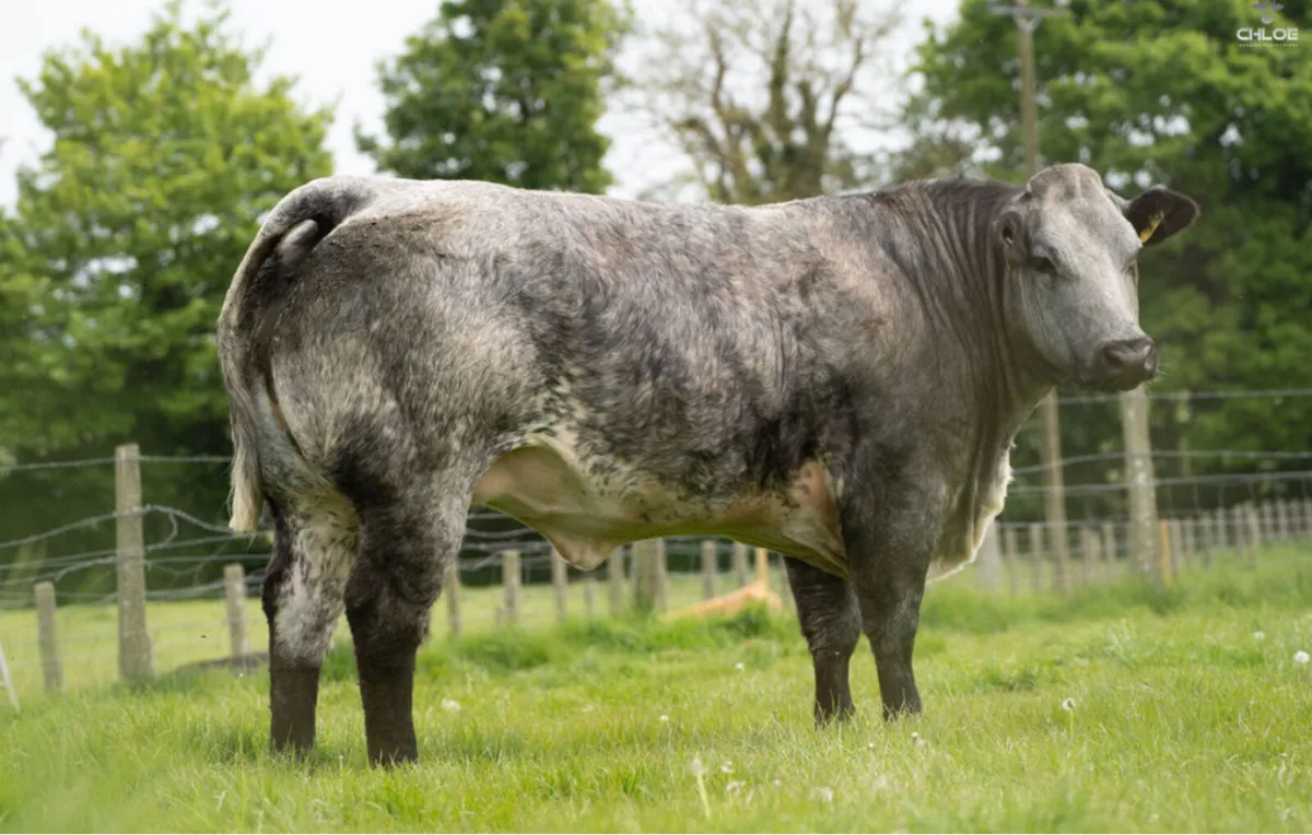 Super Show Quality Springers - Image 1