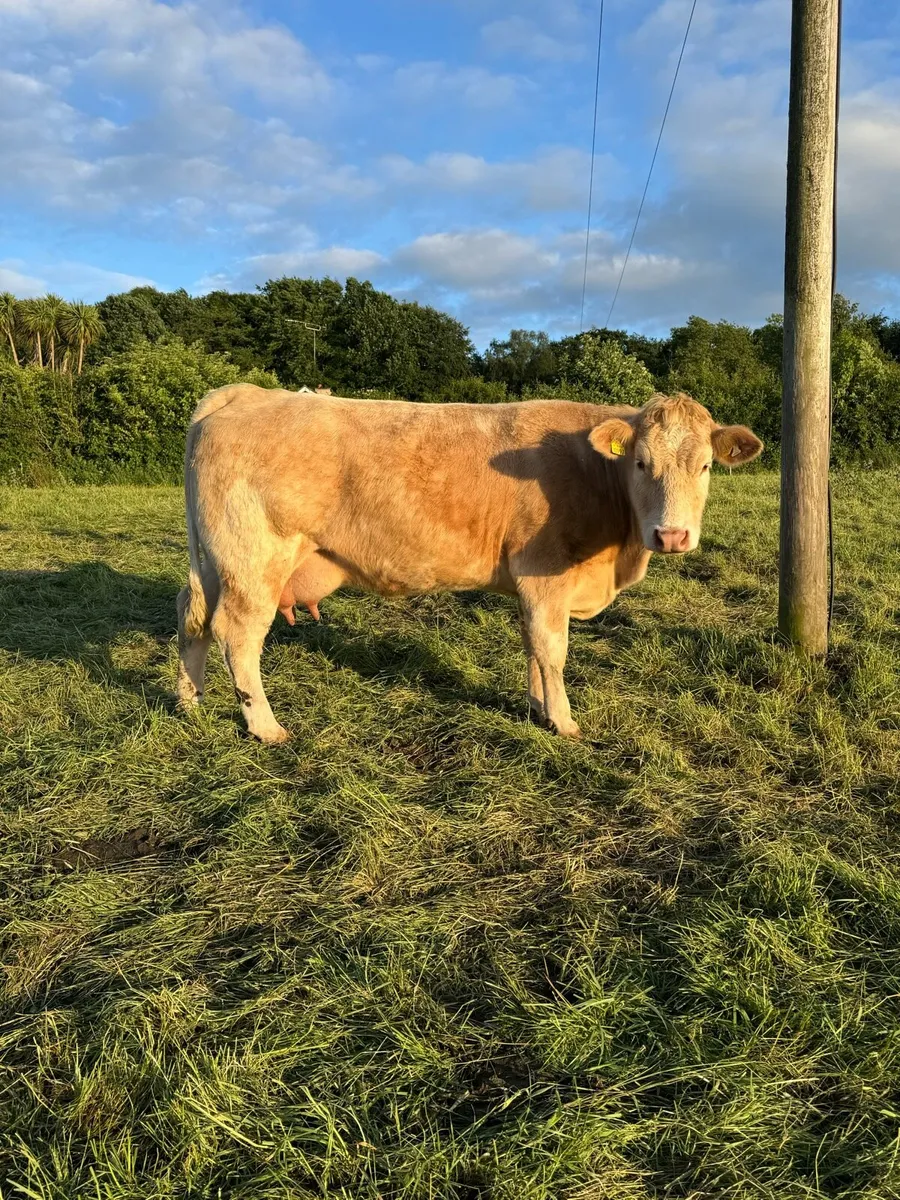 Cows & Calves - Image 1