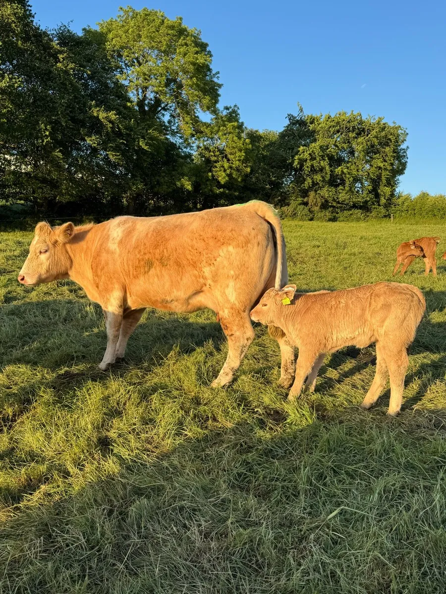 Cows & Calves - Image 2