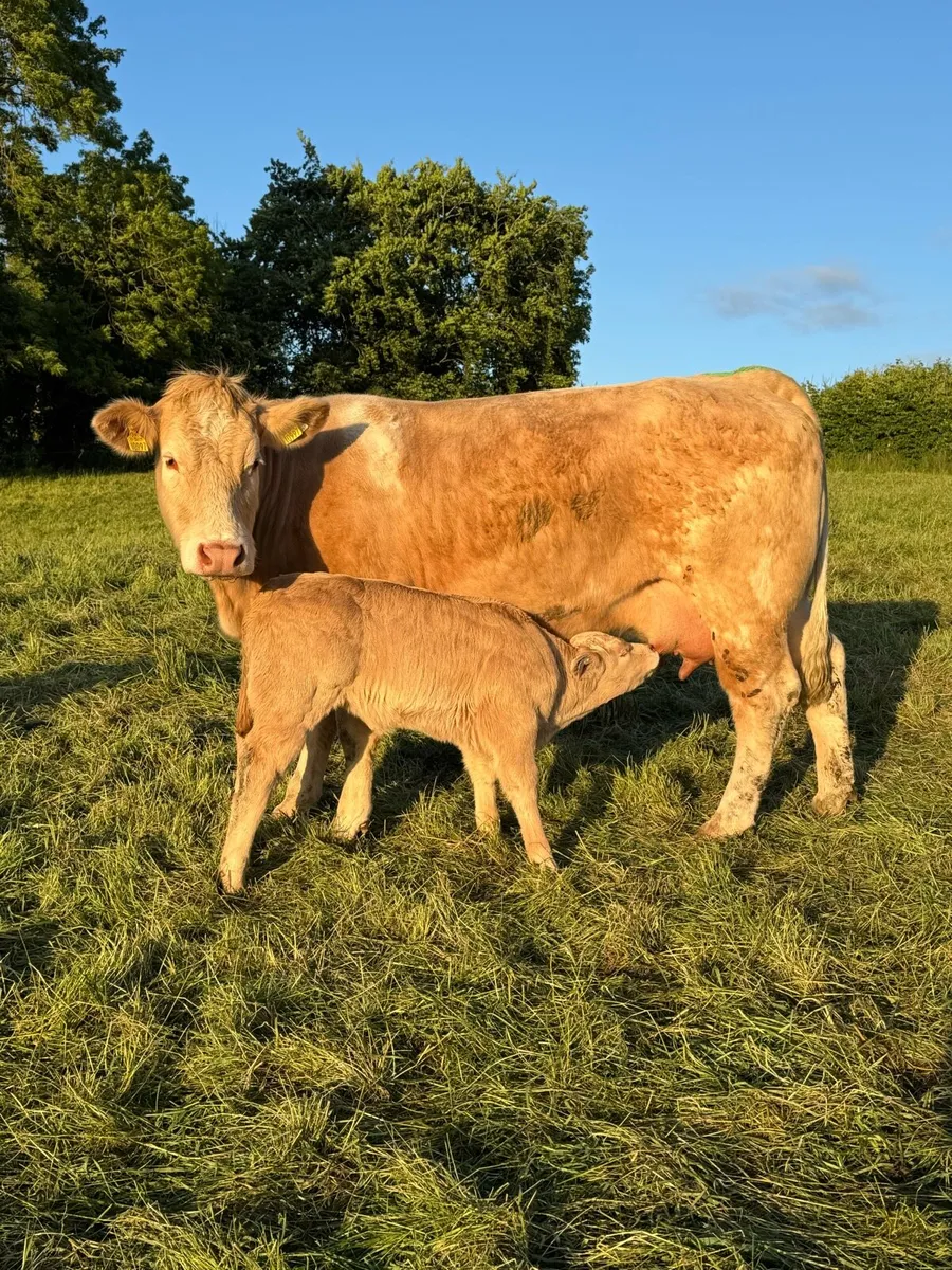 Cows & Calves - Image 3