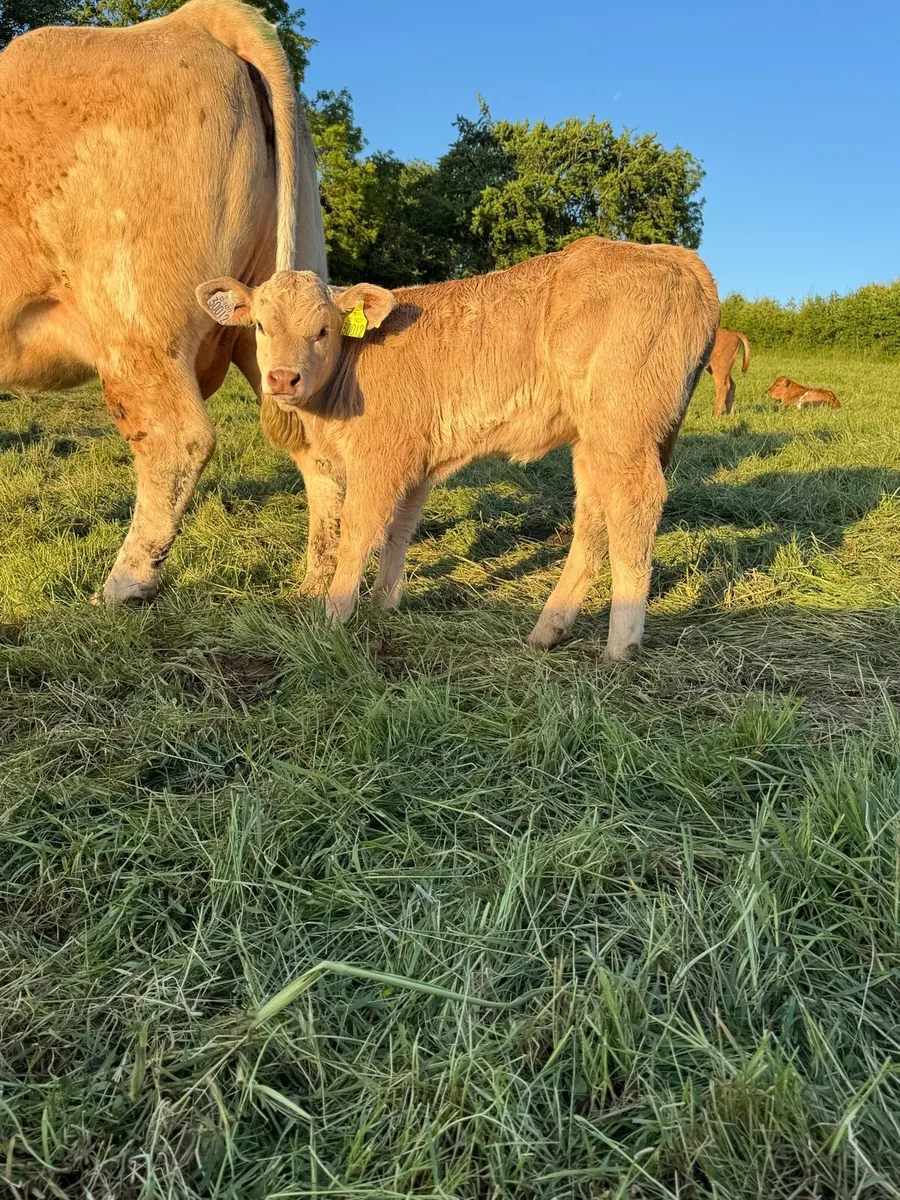 Cows & Calves - Image 4
