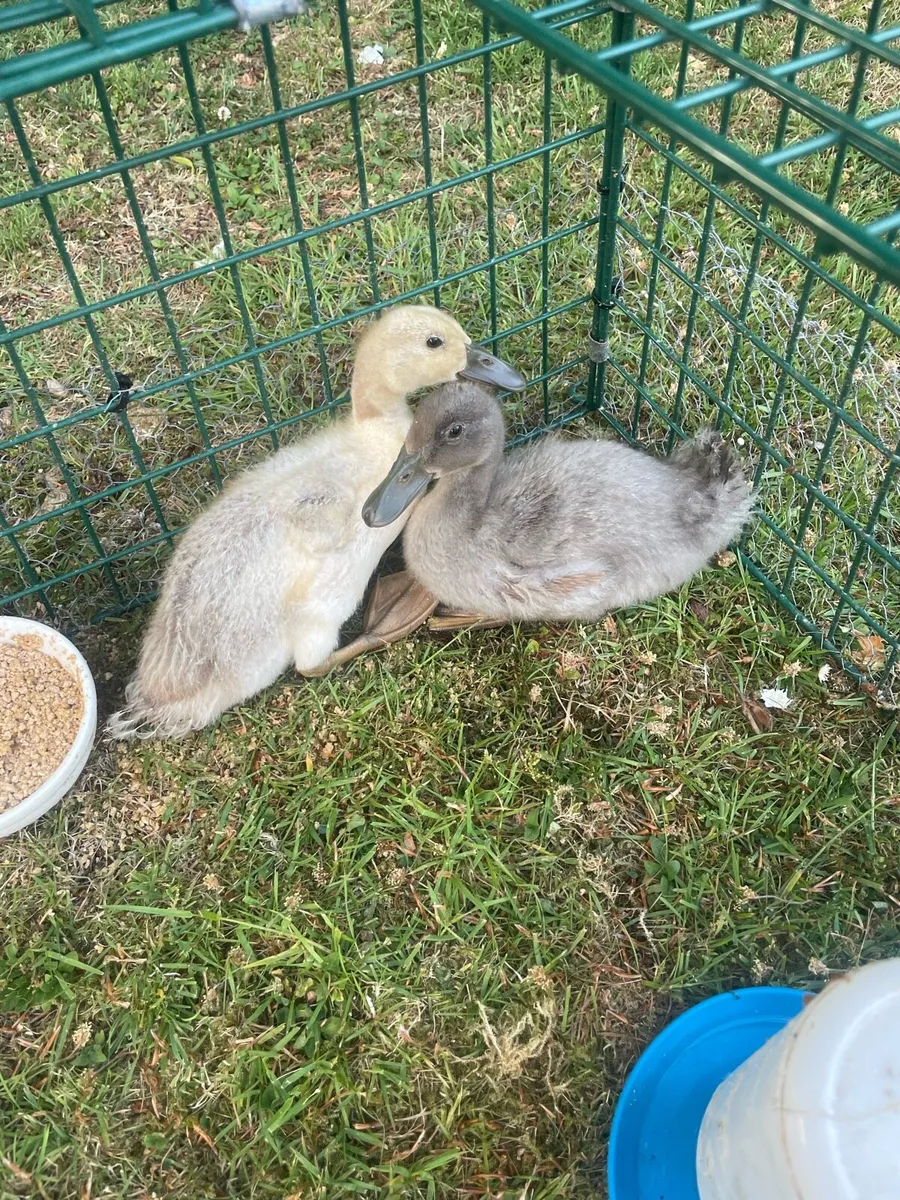 Farm yard ducklings - Image 1