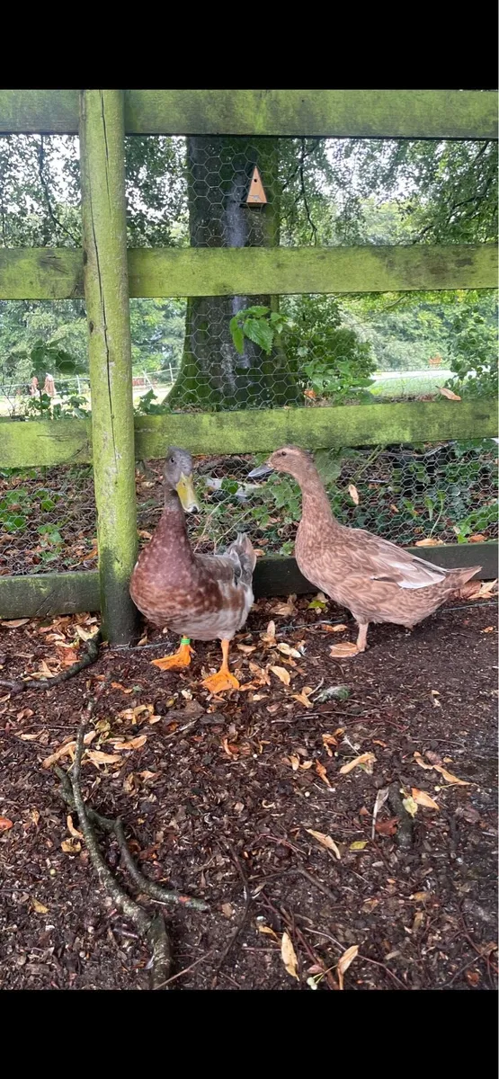 Farm yard ducklings - Image 2