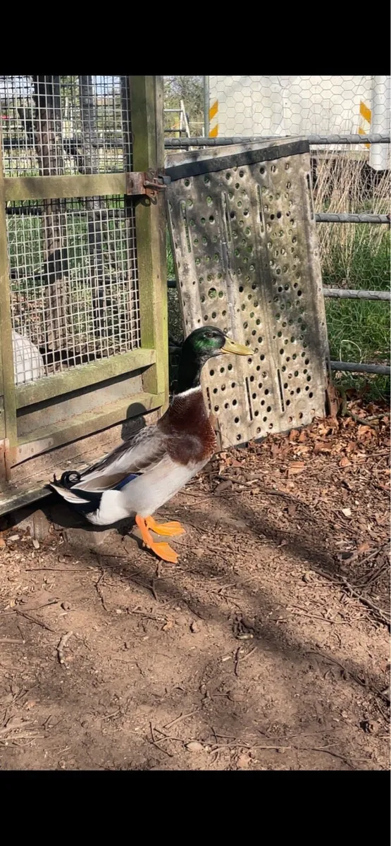 Farm yard ducklings - Image 3