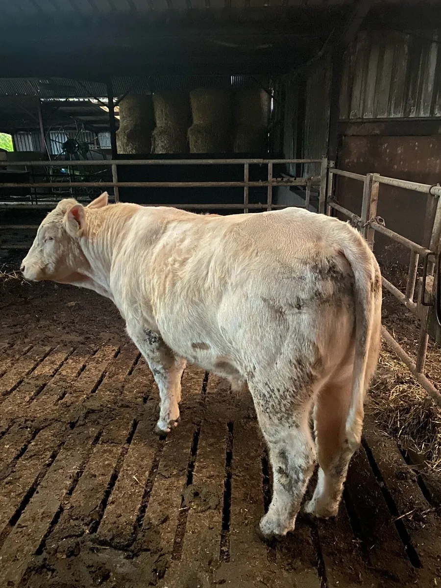 Bull - Image 1
