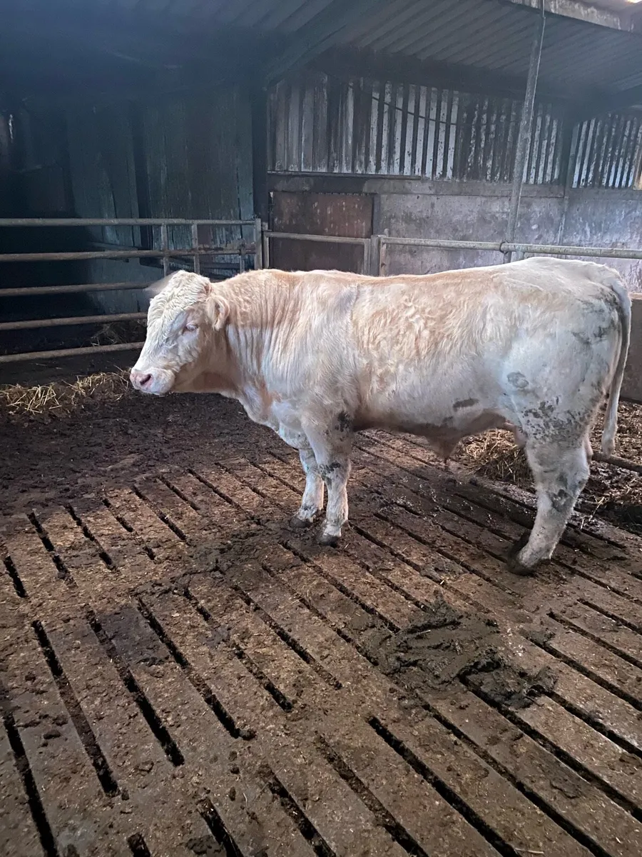 Bull - Image 2