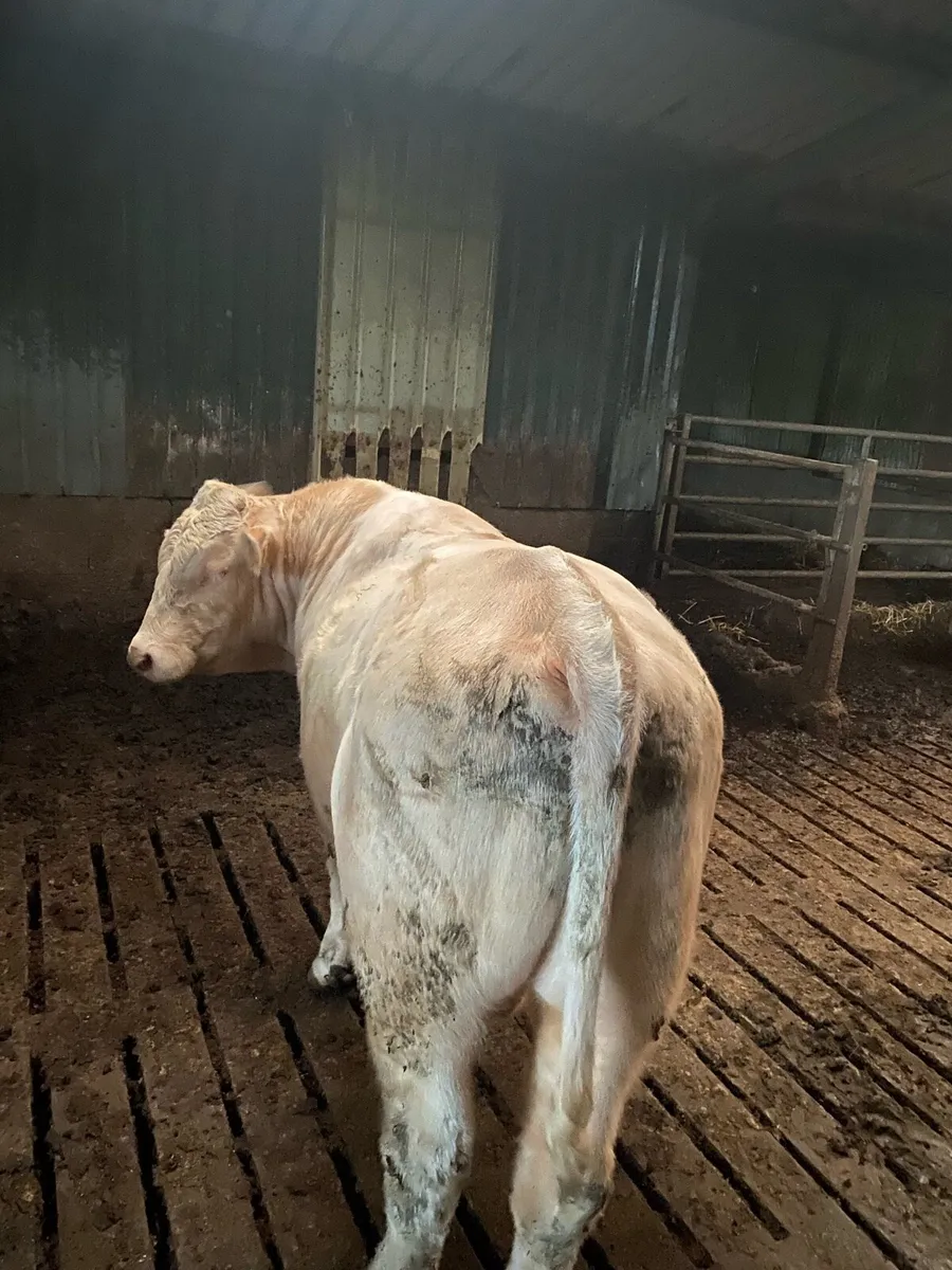 Bull - Image 3