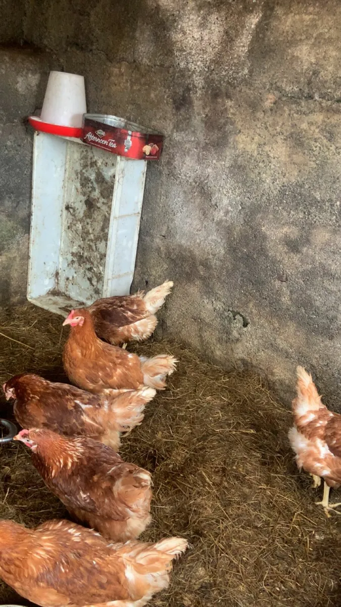 Great laying hens for sale - Image 1