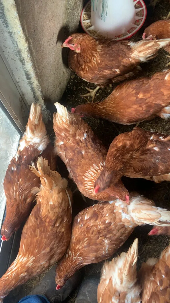 Great laying hens for sale - Image 2