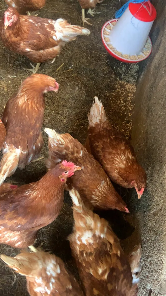Great laying hens for sale - Image 3