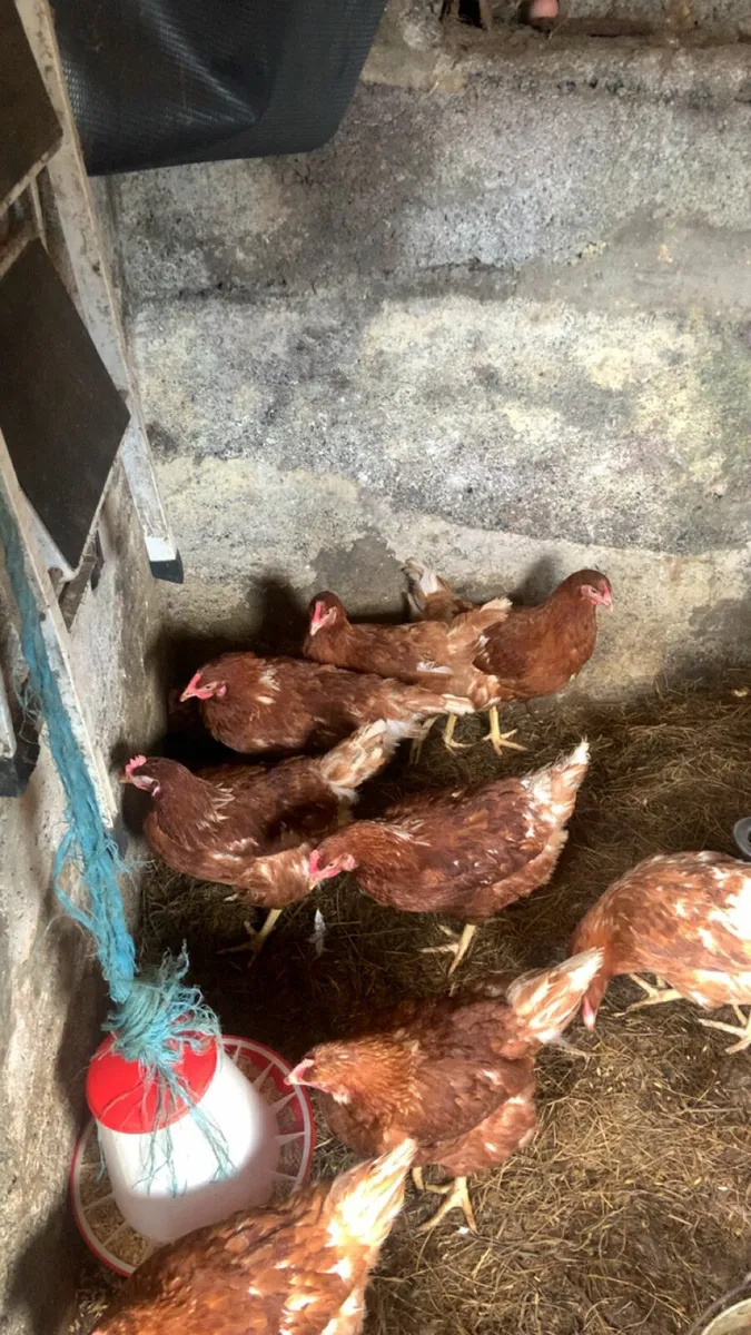 Great laying hens for sale - Image 4