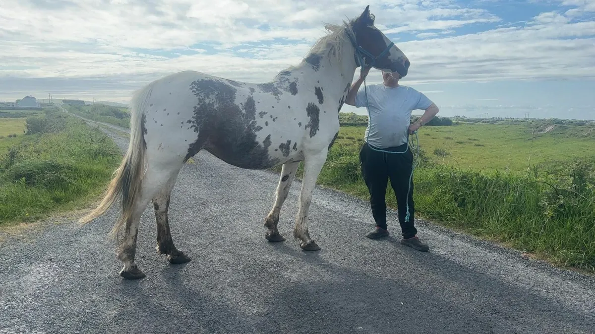 Horse for sale - Image 2