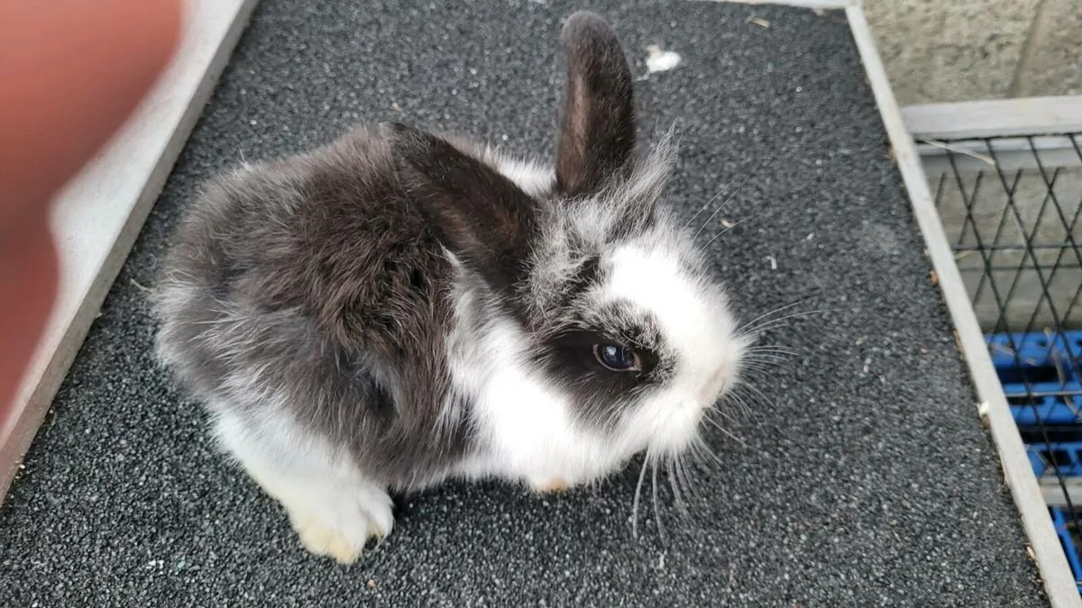 Baby buns - Image 1