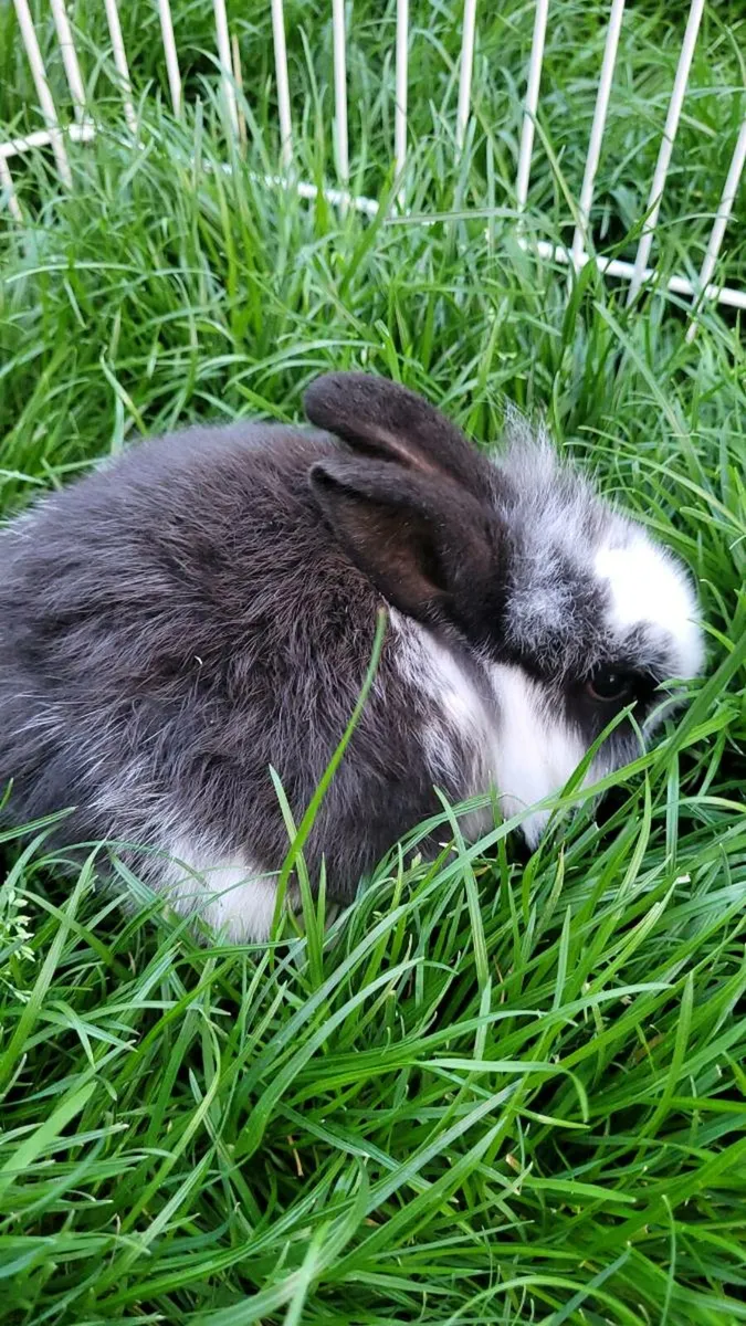 Baby buns - Image 2