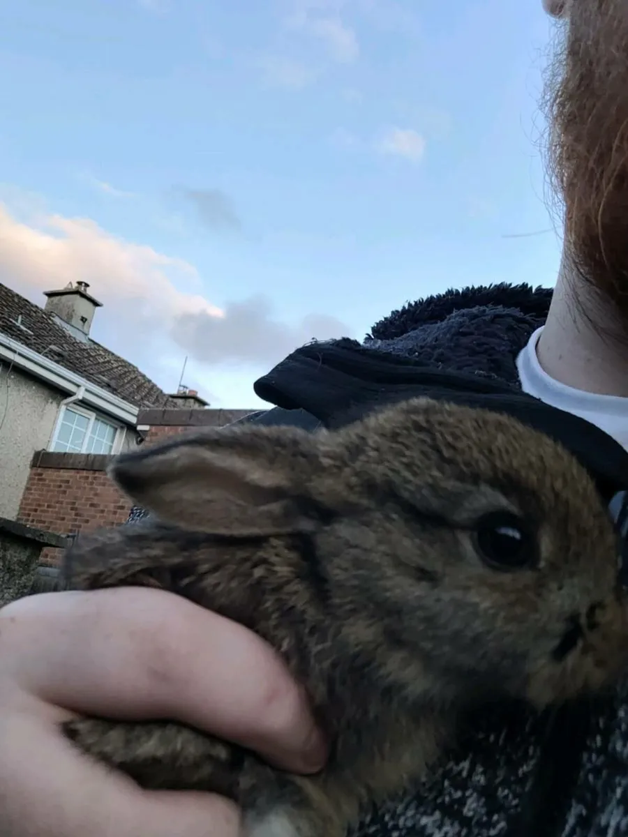 Baby buns - Image 3