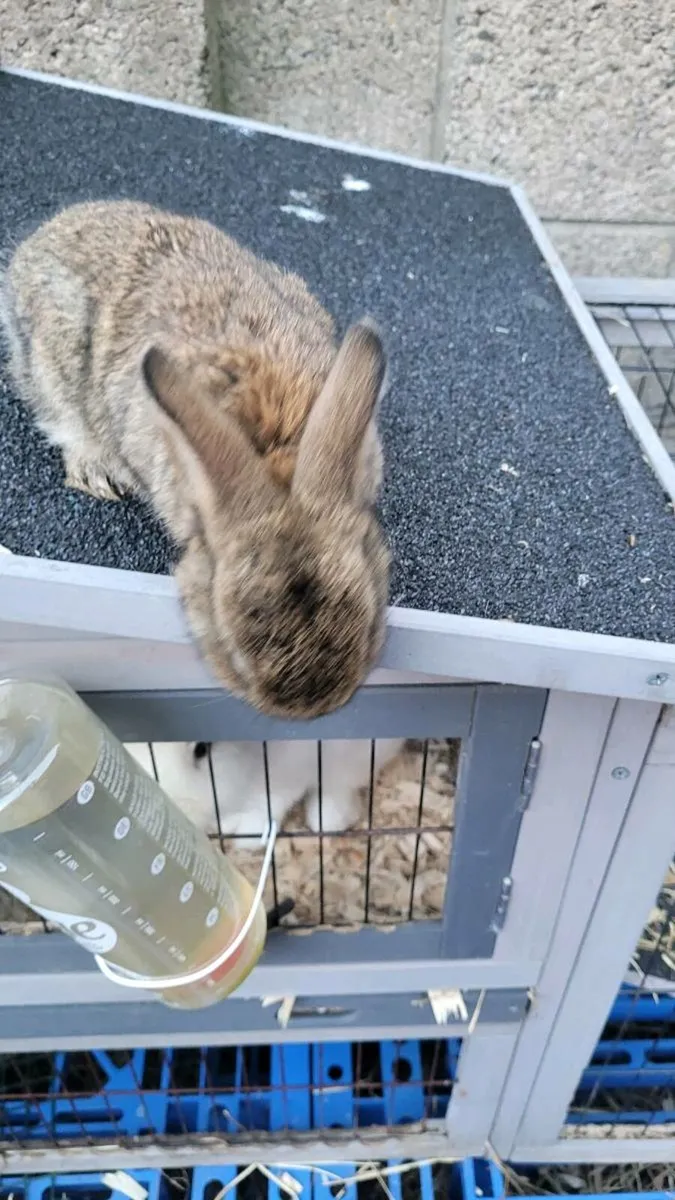 Baby buns - Image 4