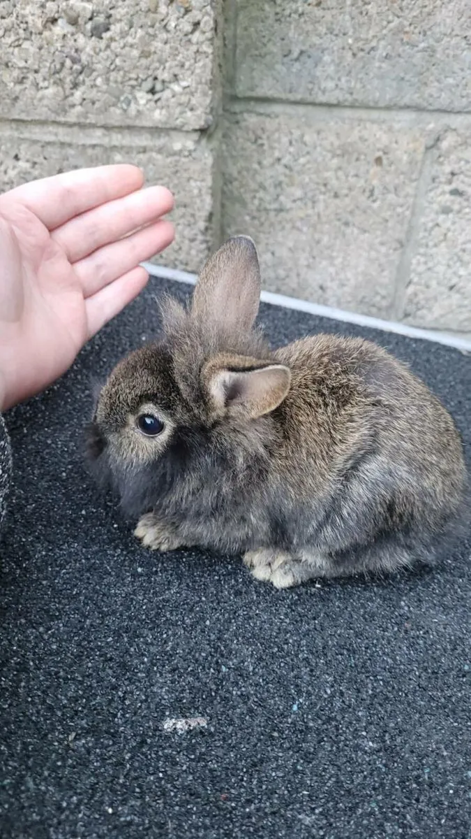 Baby buns - Image 3