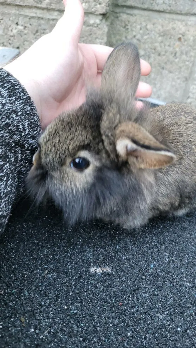 Baby buns - Image 4