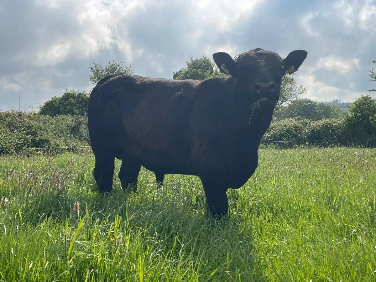 Angus bull - Image 4