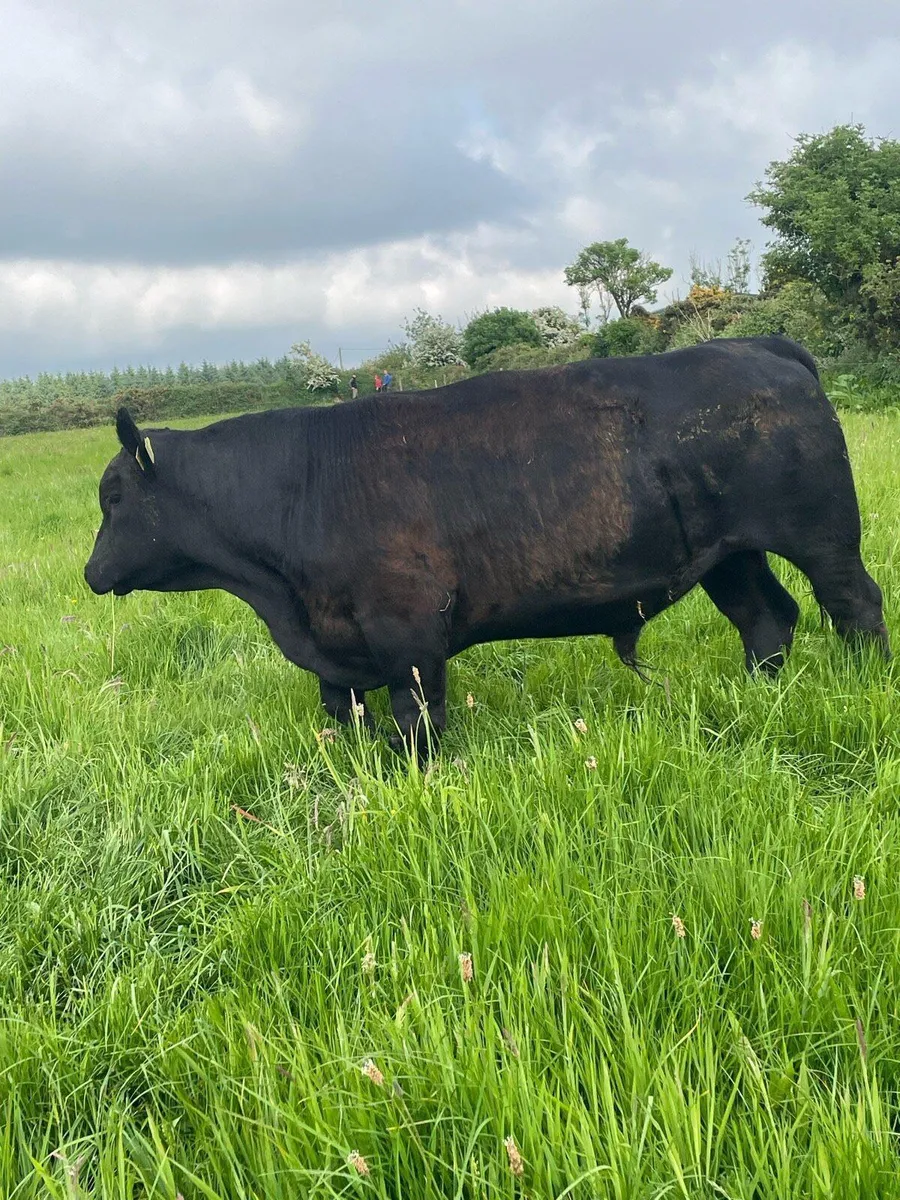 Angus bull - Image 2