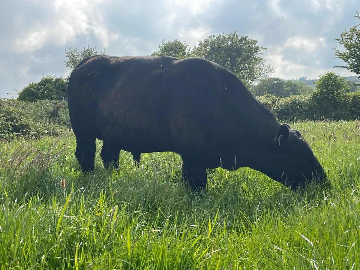 Angus bull - Image 3