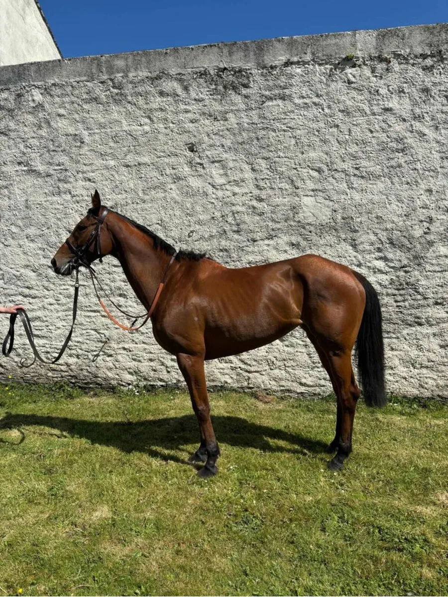 Racehorse - Image 1