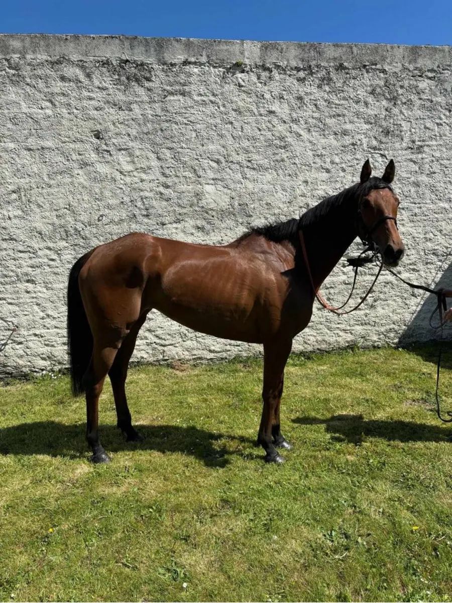 Racehorse - Image 2