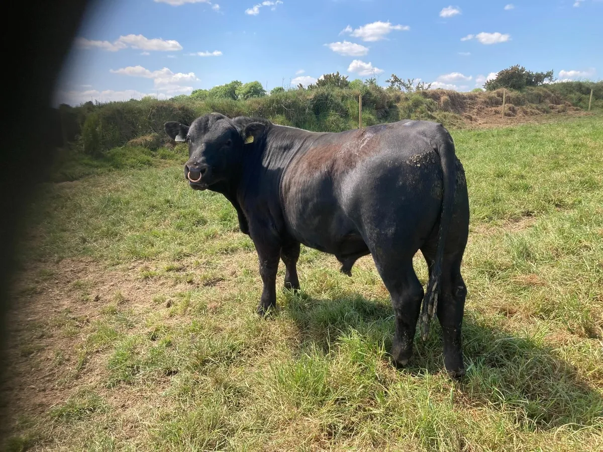 Angus bull - Image 1