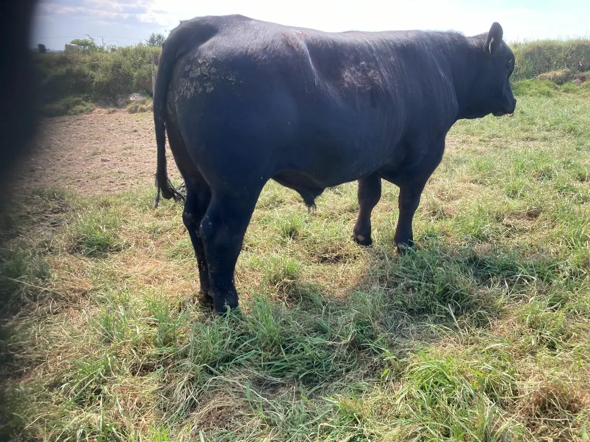 Angus bull - Image 2