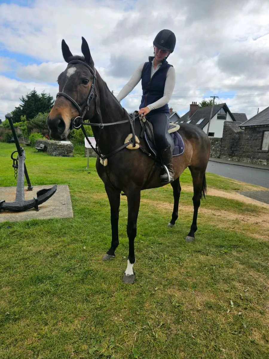 Perfect first horse - Image 1